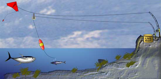 Kite Fishing Rig 