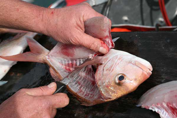 How to Fillet Snapper Fish Pic