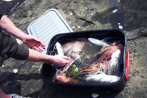 Beach fishing - catching snapper in the surf