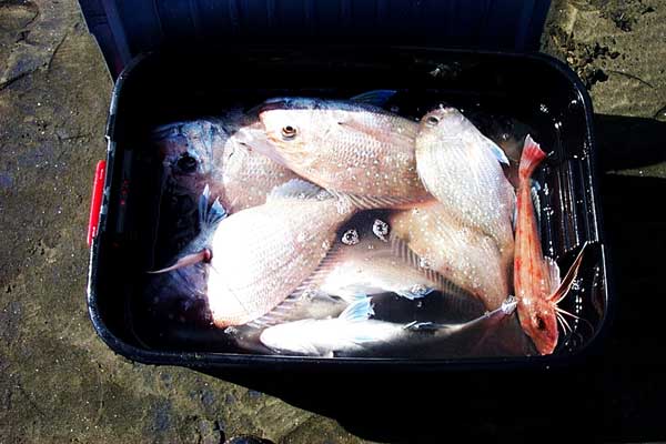 Snapper fishing from the beach