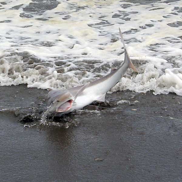 lively shark being landed