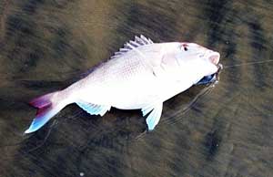 Big snapper fishing