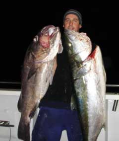 Big kingfish and giant sea bass