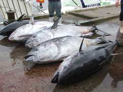 Five giant bluefin from New Zealand