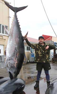 giant bluefin tuna