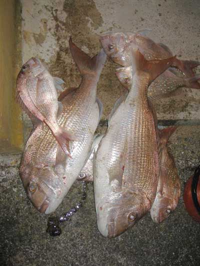 big Snapper Fishing