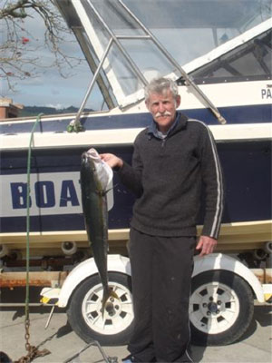 Kingfish caught in the Kaipara harbour