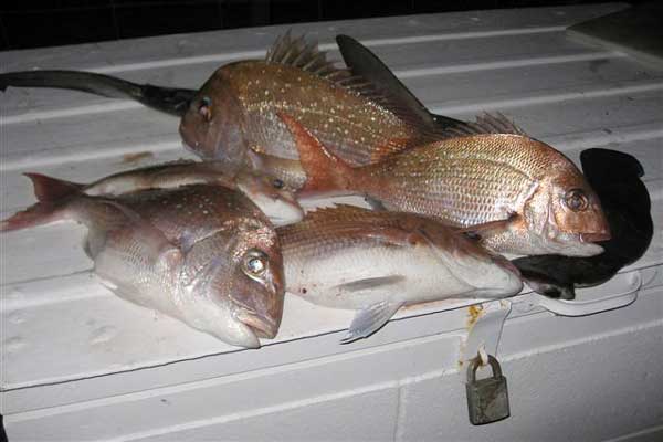 More Big Snapper From Coromandel