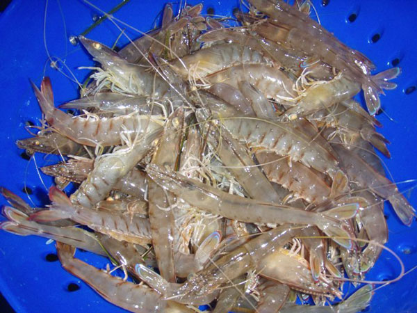  - prawn-catch-taken-with-prawn-lights-and-nets