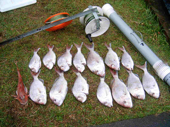 snapper and gurnard