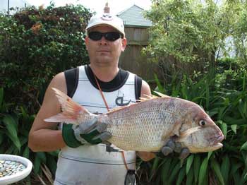 big red snapper