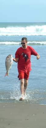 Hauling in kite caught snapper at Muriwai Beach