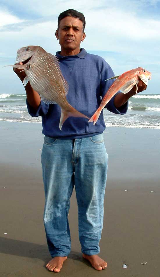 A nice sized gurnard and a two kilogram snapper taken six kilometers north of Rimmer Road Muriwai Beach