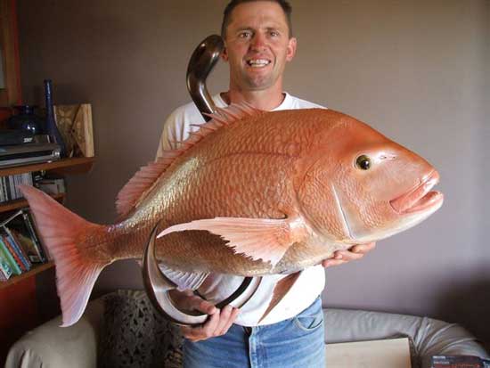 35 pound snapper mounted