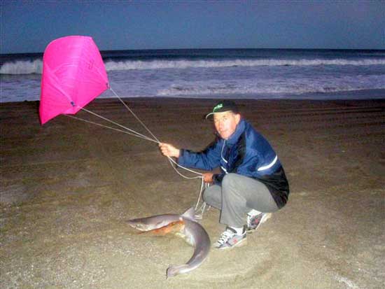 Wairarapa Shark Catch