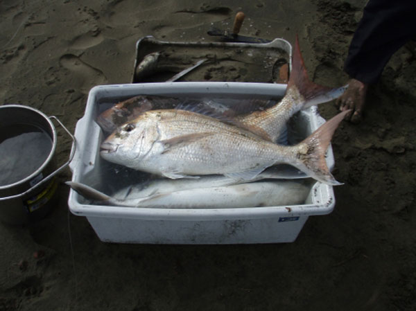 Snapper Fishing at Muriwai Beach