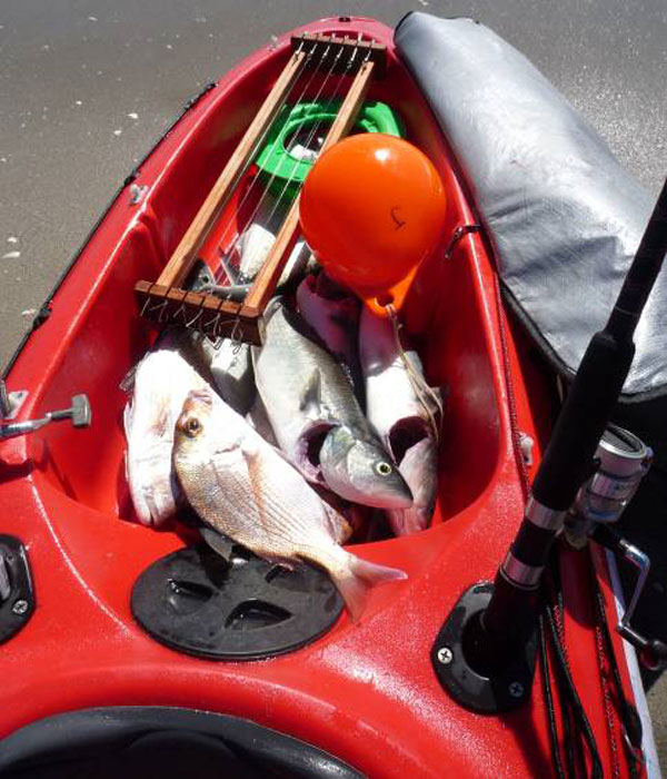 Kayak cockpit full of fish caught on the longline