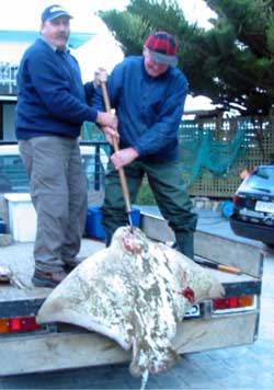 sting ray photo