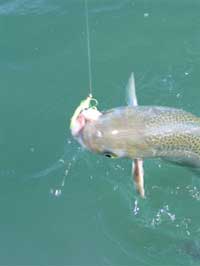 Fisherman Fishing for Kahawai