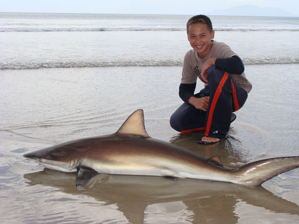 Big shark caught at Pakiri Beach