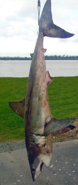 Great White Shark Pic