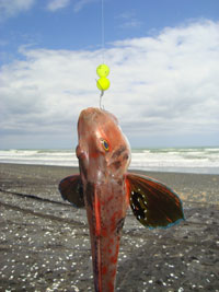 Catching Gurnard