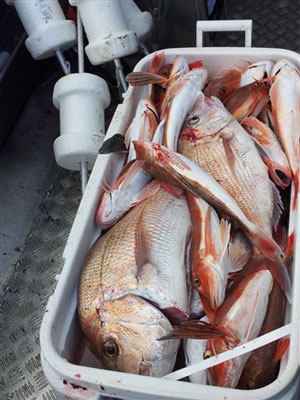 Kite, Kontiki and Boat Longline Fishing Reports From Around New Zealand