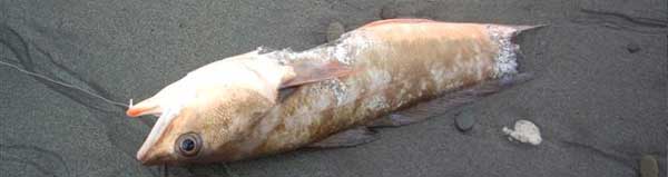 Red cod caught at Greymouth