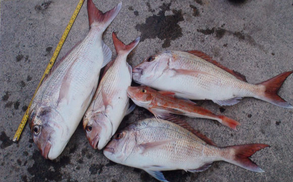 Robbie Cullens kite fishing catch