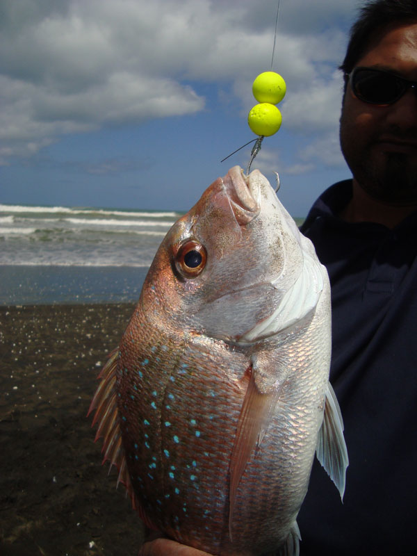 Catching Snapper at Muriwai Beach