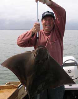 sting rays fish