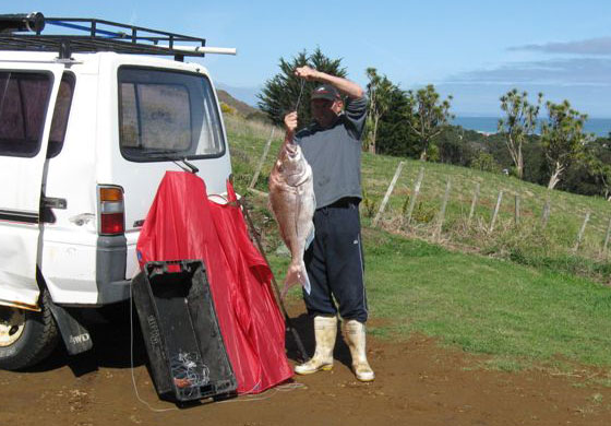 20 pound mokau snapper caught on a kite