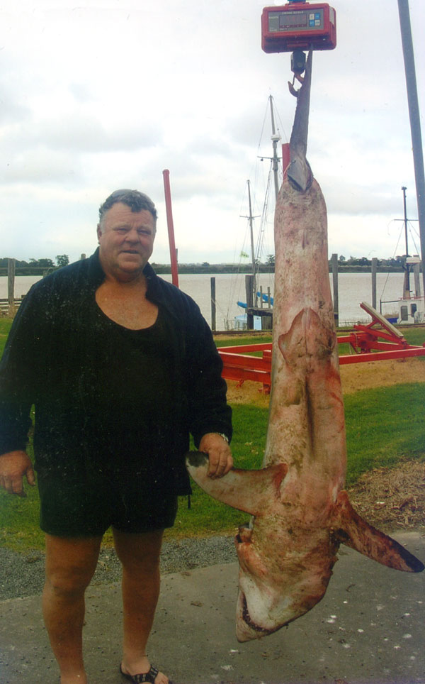 White Pointer Shark Being Weighed